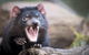 Port Arthur And Tassie Devils Active Day Tour From Hobart - thumb 3