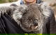 Bonorong Wildlife Park And Richmond Afternoon Tour From Hobart - thumb 2