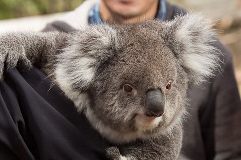 Bonorong Wildlife Park And Richmond Afternoon Tour From Hobart - Darwin Holiday 2
