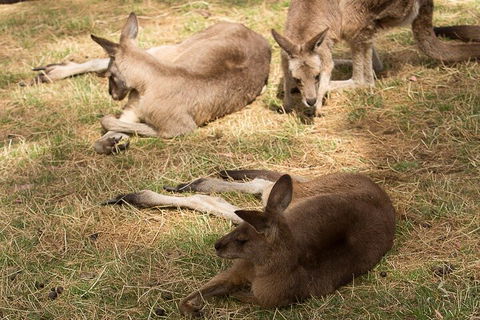 Bonorong Wildlife Park And Richmond Afternoon Tour From Hobart - Darwin Holiday 3