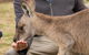 Bonorong Wildlife Park And Richmond Afternoon Tour From Hobart - thumb 5