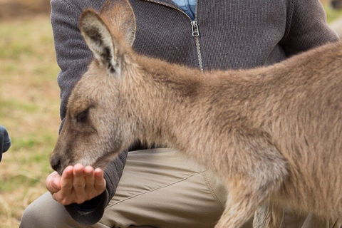 Bonorong Wildlife Park And Richmond Afternoon Tour From Hobart - Darwin Holiday 5