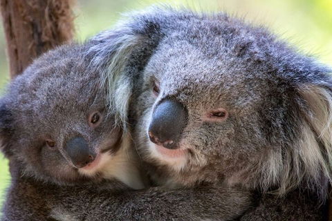 Half-Day Or Full-Day Tour With Private Guide From Melbourne - Darwin Holiday 1