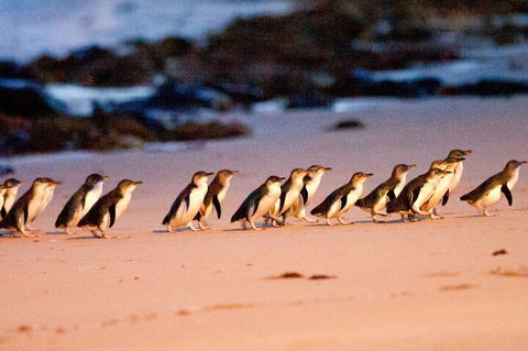Half-Day Or Full-Day Tour With Private Guide From Melbourne - Darwin Holiday 5