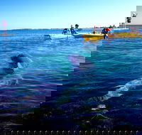 Penguin and Seal Islands Sea Kayaking Experience - Darwin Holiday