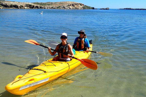 Penguin And Seal Islands Sea Kayaking Experience - Darwin Holiday 5