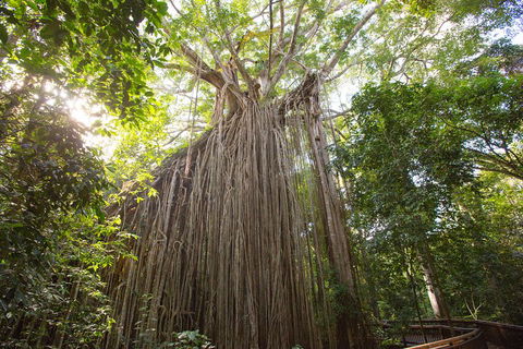 Double Pack-Ancient Rainforest And Waterfalls! - Darwin Holiday 5