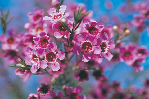 Best Of Perth Wildflower Season Day Trip - Darwin Holiday 1