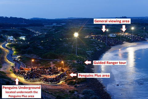 Phillip Island Penguin, Brighton Beach, Moonlit Sanctuary From Melbourne - Darwin Holiday 4