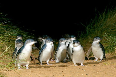 Phillip Island Penguin, Brighton Beach, Moonlit Sanctuary From Melbourne - Darwin Holiday 5