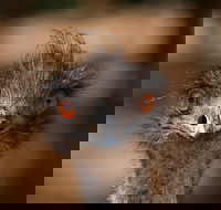 Currumbin Wildlife Sanctuary General Entry Ticket - Darwin Holiday