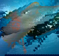 Great Barrier Reef Snorkeling and Diving Cruise from Cairns - Darwin Holiday