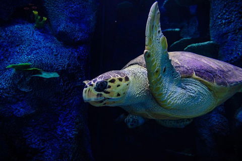 Sydney Attractions Pass: SEA LIFE Aquarium, Sydney Tower Eye, WILD LIFE Zoo And Madame Tussauds - Darwin Holiday 1