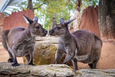 Sydney Attractions Pass: SEA LIFE Aquarium, Sydney Tower Eye, WILD LIFE Zoo And Madame Tussauds - Darwin Holiday 5
