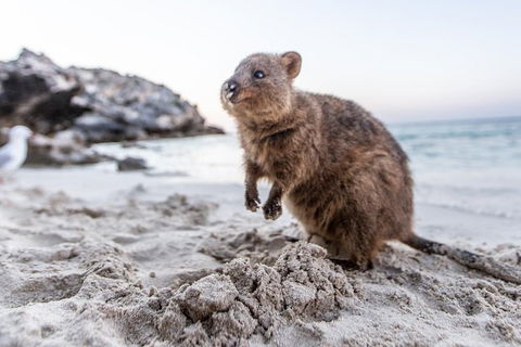 Rottnest Island Bike & Ferry Package From Perth - Darwin Holiday 5