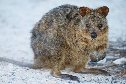 Rottnest Island Bayseeker Day Trip From Perth - Darwin Holiday 2