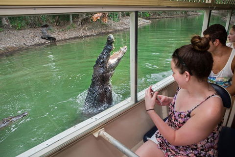 Breakfast With The Koalas At Hartley's Crocodile Park From Cairns Or Palm Cove - Darwin Holiday 4