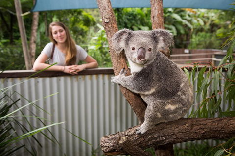 Breakfast With The Koalas At Hartley's Crocodile Park From Cairns Or Palm Cove - Darwin Holiday 5