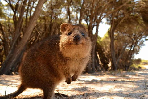 Wave Rock & Rottnest Island - Air & Ground Tour - Darwin Holiday 0