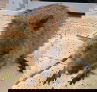 Wave Rock Pinnacles and Rottnest One Day Aeroplane Tour - Darwin Holiday
