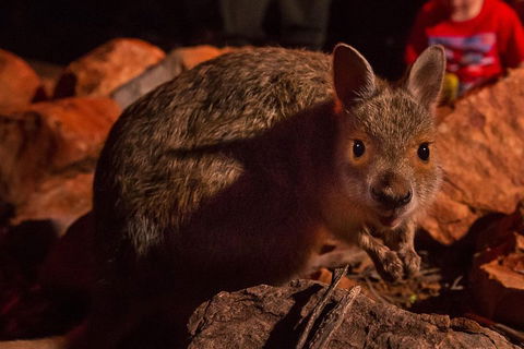 Alice Springs Desert Park Nocturnal Tour - Darwin Holiday 3