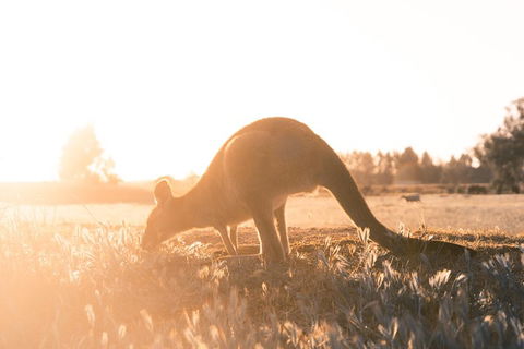 Small Group - 12 Apostles, Otways & Great Ocean Road Day Tour From Melbourne - Darwin Holiday 0