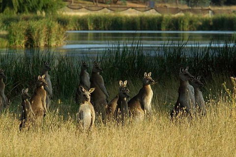 Canberra - The National Capital | Full Day Private Tour | Departs From Sydney - Darwin Holiday 3