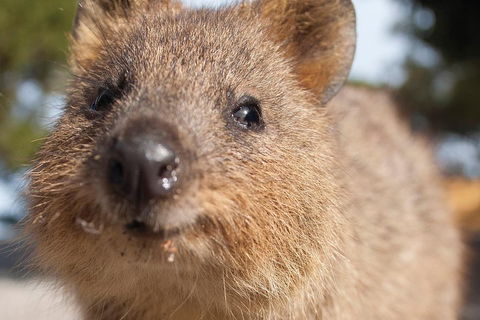 Seaplane Flights Perth To Rottnest Island And Return - Darwin Holiday 2