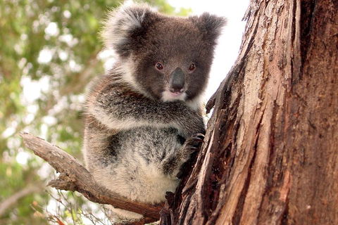 Kangaroo Island Luxury Small Group 'Island Life' Full Day Tour - Darwin Holiday 4