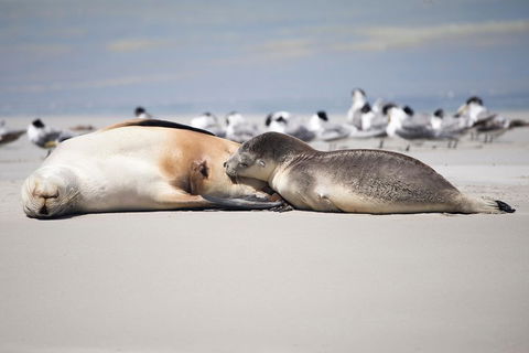 Kangaroo Island Luxury Small Group 'Island Life' Full Day Tour - Darwin Holiday 5