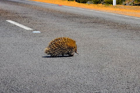 Kangaroo Island Luxury Small Group 'Flinders Chase Focus' Full Day Tour - Darwin Holiday 3