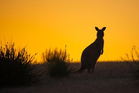 Kangaroo Island Luxury Small Group 'Flinders Chase Focus' Full Day Tour - Darwin Holiday 5