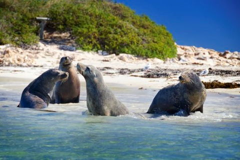 Dolphin, Penguin And Sea Lion Cruise - Darwin Holiday 0