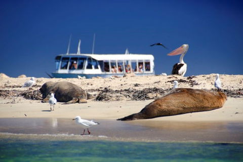 Dolphin, Penguin And Sea Lion Cruise - Darwin Holiday 1