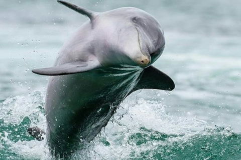 Dolphin, Penguin And Sea Lion Cruise - Darwin Holiday 2