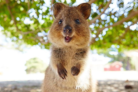 Discover Rottnest With Ferry & Bus Tour From Perth Or Fremantle - Darwin Holiday 0