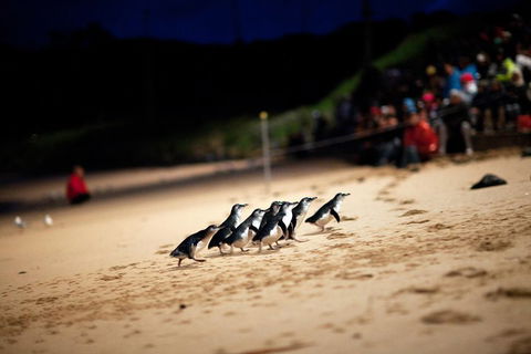 2-Day Great Ocean Road, Mornington Peninsula And Phillip Island Tour - Darwin Holiday 1