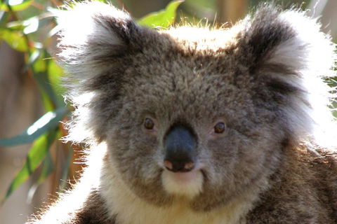 2-Day Great Ocean Road And Grampians Tour From Melbourne - Darwin Holiday 3