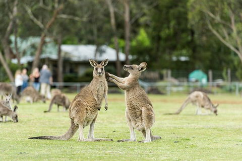 2-Day Great Ocean Road And Grampians Tour From Melbourne - Darwin Holiday 4