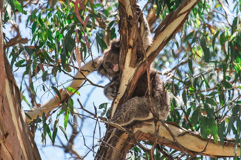 Full-Day Great Ocean Road And 12 Apostles Sunset Tour From Melbourne - Darwin Holiday 2
