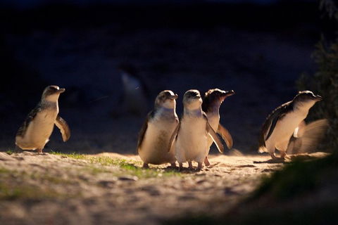 Small-Group Phillip Island Penguin Parade Day Tour From Melbourne - Darwin Holiday 5