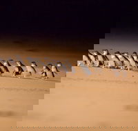 Phillip Island Penguin Parade Express Tour from Melbourne - Darwin Holiday