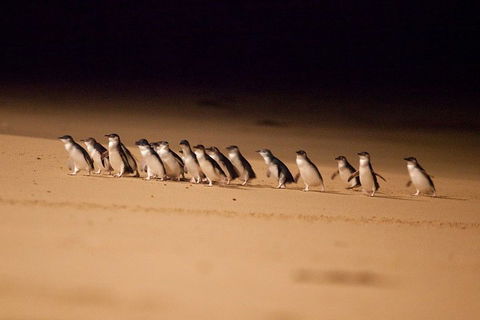 Phillip Island Penguin Parade Express Tour From Melbourne - Darwin Holiday 0