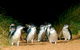 Phillip Island Penguin Parade Express Tour From Melbourne - thumb 5
