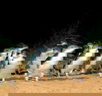 Puffing Billy Moonlit Sanctuary  Penguins Day Tour - Darwin Holiday