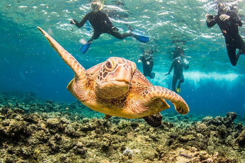 Great Barrier Reef Diving And Snorkeling Cruise From Cairns - Darwin Holiday 3