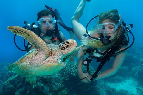 Great Barrier Reef Diving And Snorkeling Cruise From Cairns - Darwin Holiday 4