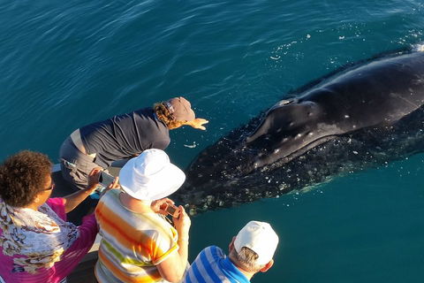 AOC Whale Watching From Broome - Darwin Holiday 0