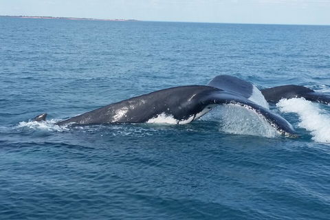 AOC Whale Watching From Broome - Darwin Holiday 1