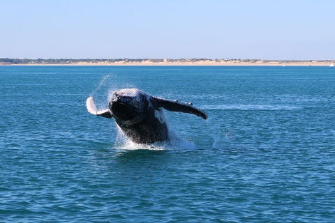 AOC Whale Watching From Broome - Darwin Holiday 2
